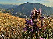 77 Gentiana anasidonta con bella vista in Alben